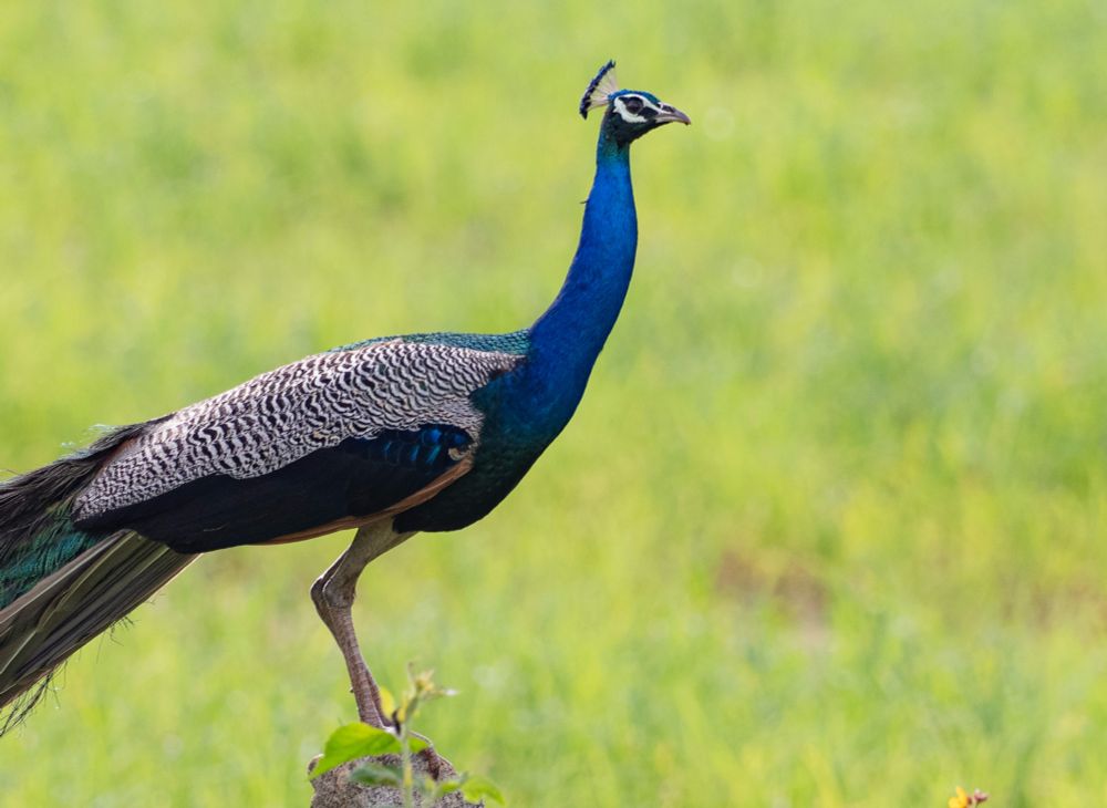 A peacock—a brilliant blue bird with a long neck, a tiny crown of feathers above the head, white eyestripes, and scaled feathers perched on a rock.