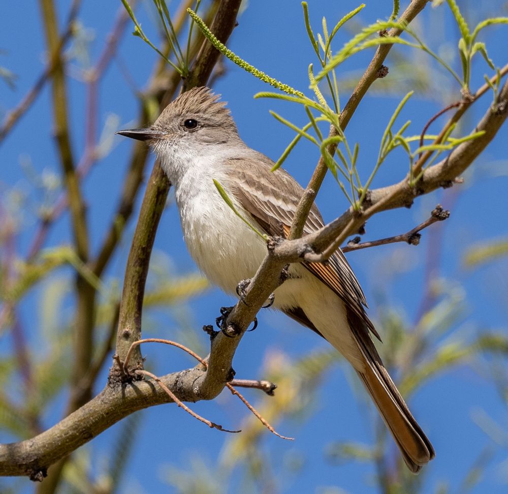 A photograph of an Ash-Throated Flycatcher