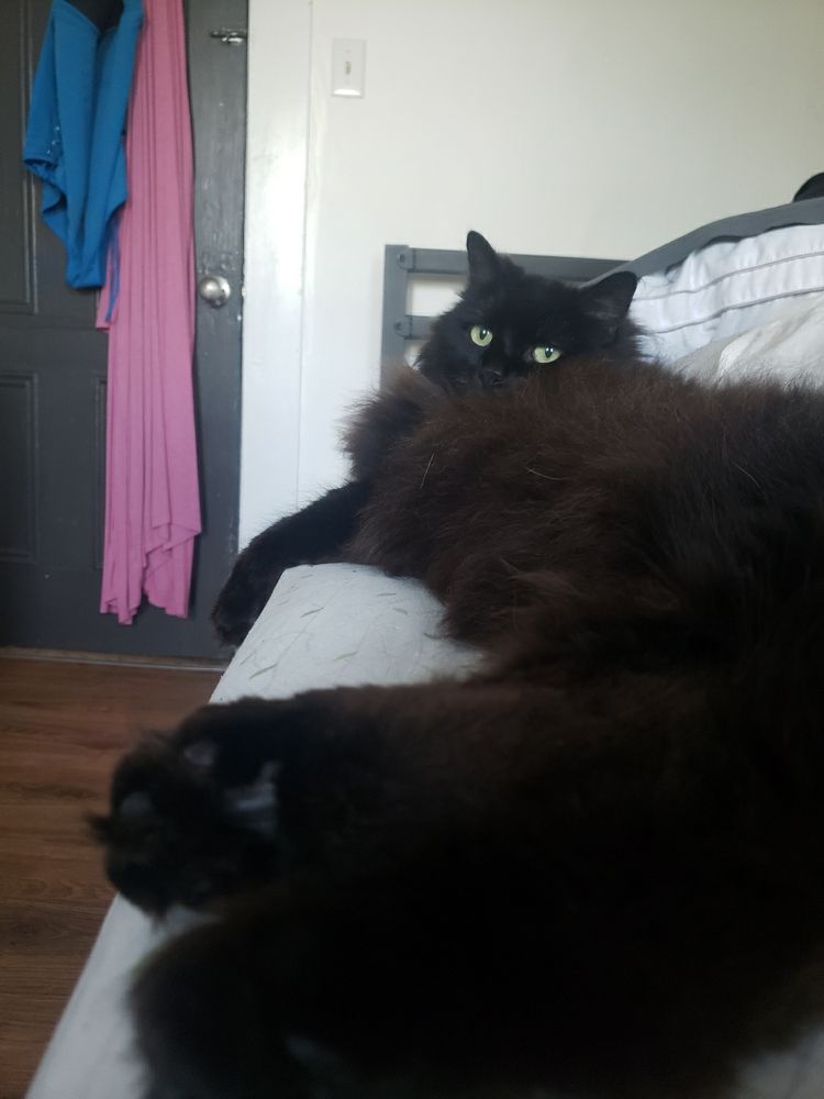 Long angle pic of a fluffy black cat laying on the edge of a bed. 
