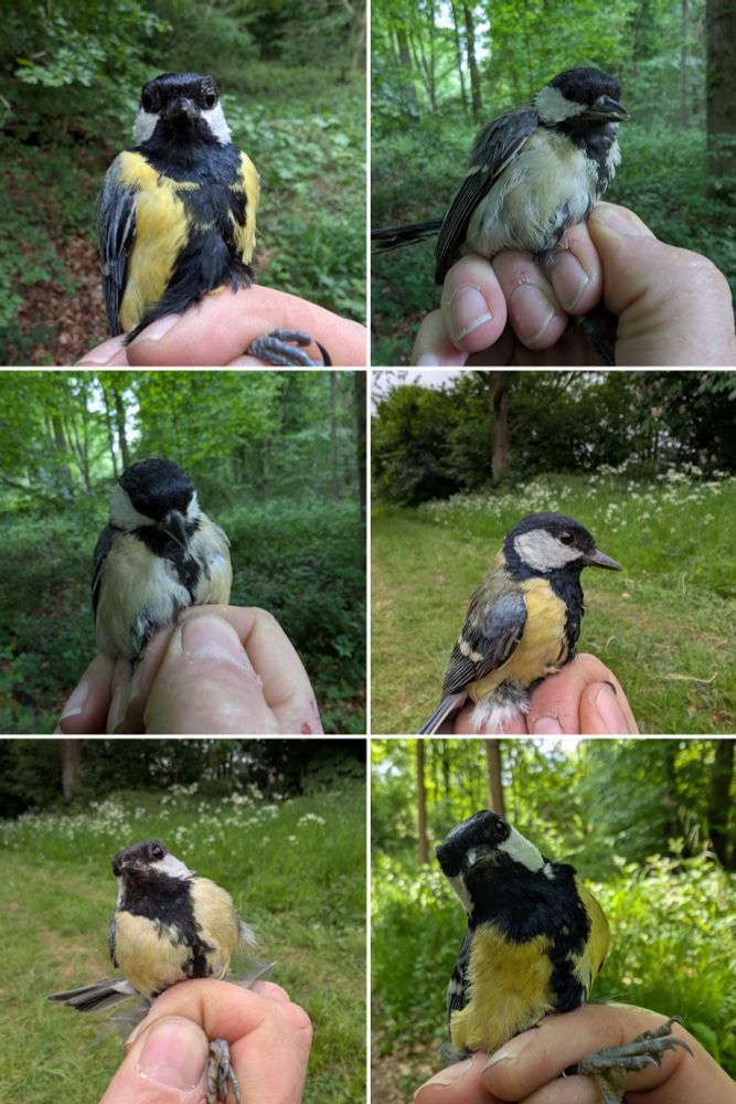A selection of great tits captured in Wytham woods today as part of the Wytham tit project. 
Top left: a male 
Top right: a female
Middle left : a female
Middle right: a female
Bottom left : a female 
Bottom right: a male

They are all being held safely with a woodland in the background