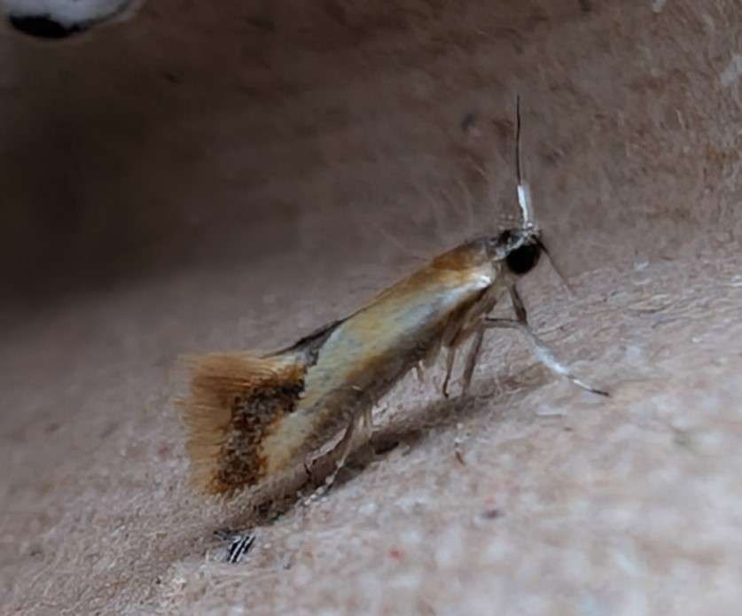 Lesser Tawny Crescent: 4-5mm long moth with orange colouration and a black spot at the end of the wing