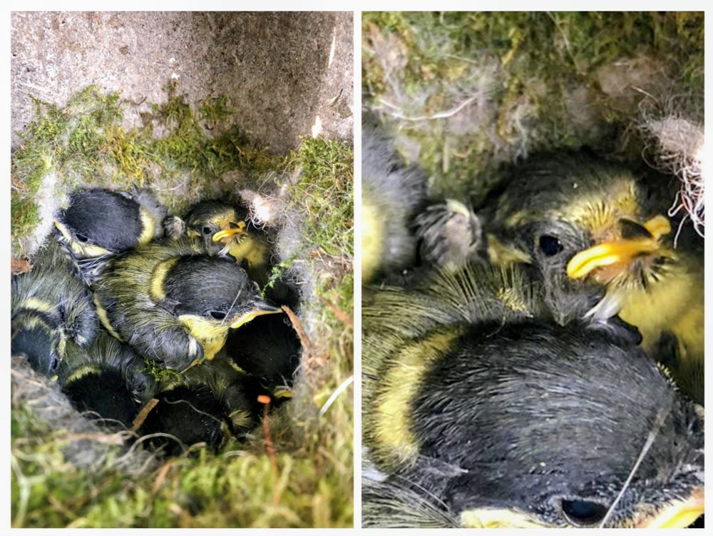 2 photos of a tit nest
The first picture is of some great tits and two blue tits in a nest box. 
One blue tit is far left with head down, the other top right corner looking at the camera. The rest of the birds are great tits.
The second picture is a close of the blue tit chick looking sheepish