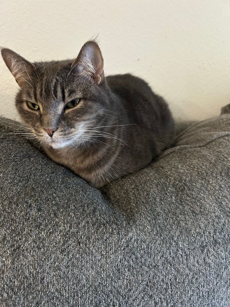 Gray cat sitting on a grey couch cushion. The cat is sitting in a loaf position
