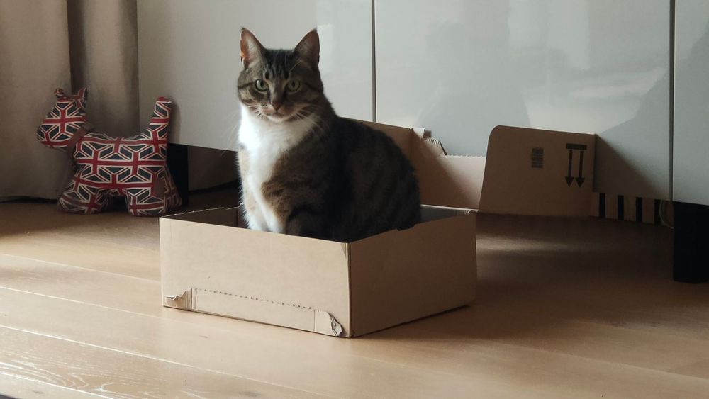 Mia sitzt in einer Pappschachtel und beobachtet die Umgebung kritisch