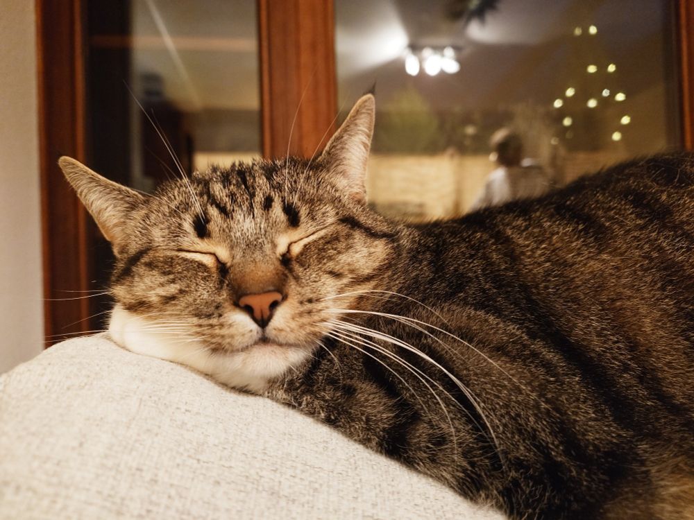 Sleeping cat. Very relaxing