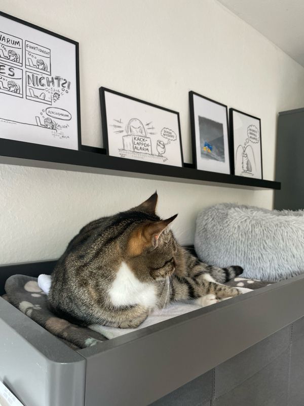 Katze schaut absichtlich an der Kamera vorbei