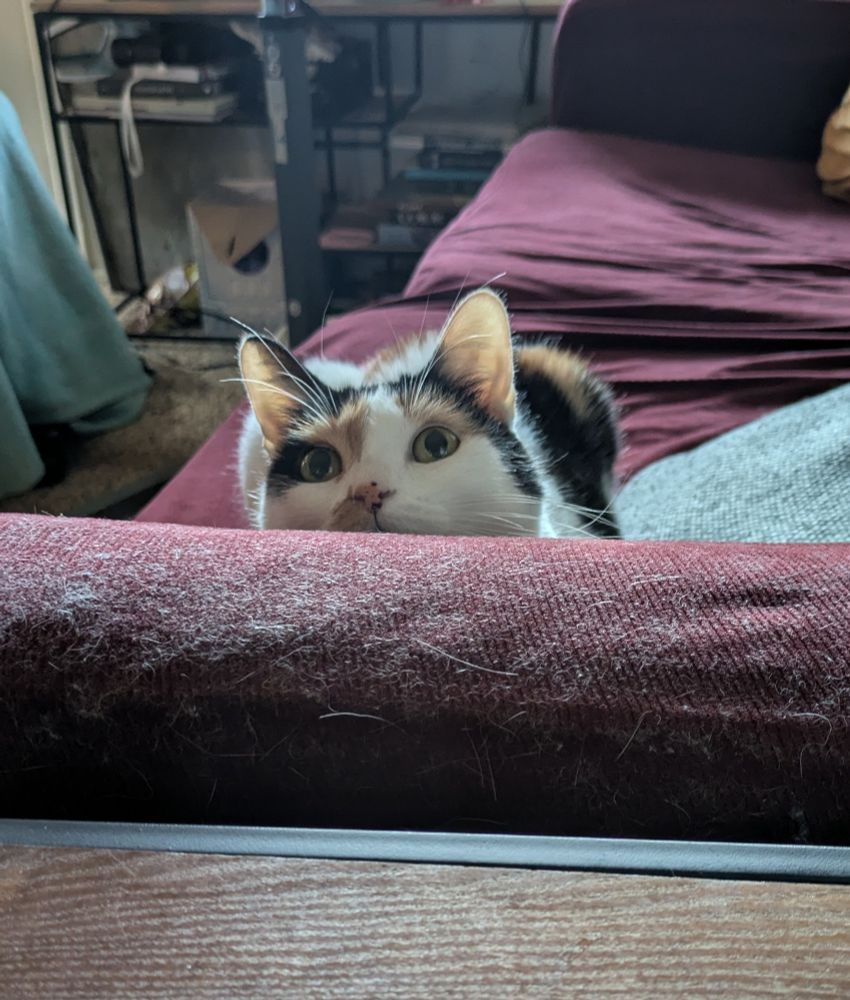 Ramona the Cat peeking over the arm real of a couch