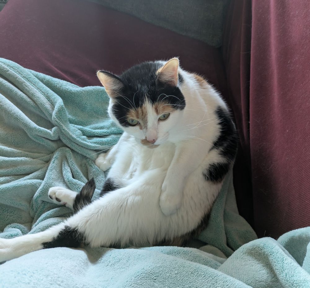 Ramona the cat sitting on her butt, looking at the camera like she's been interrupted during important business