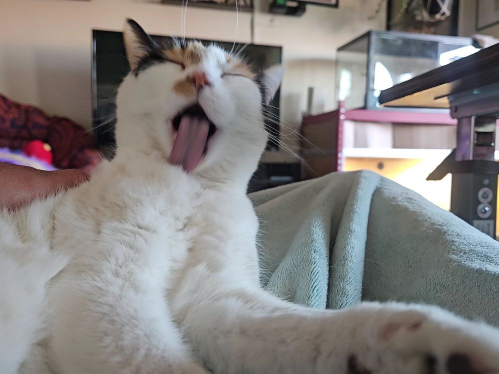 Picture of Ramona the calico cat grooming herself. She appears to be grooming her neck or upper chest, as her tongue is sticking straight down and looks pretty long and gross