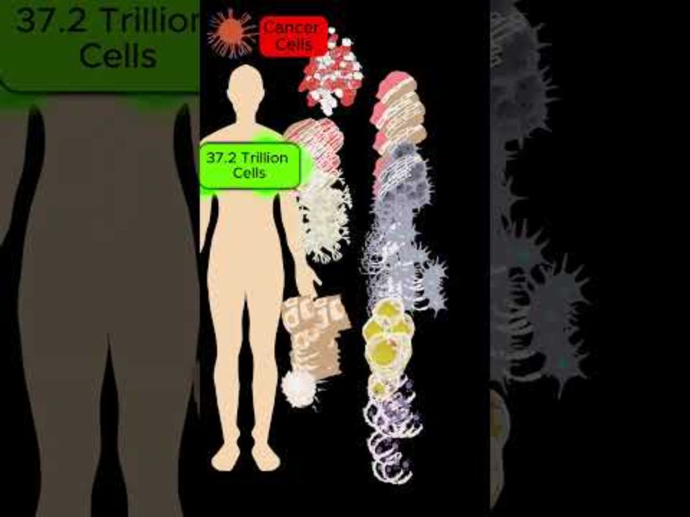 Human body Cells die and are replaced