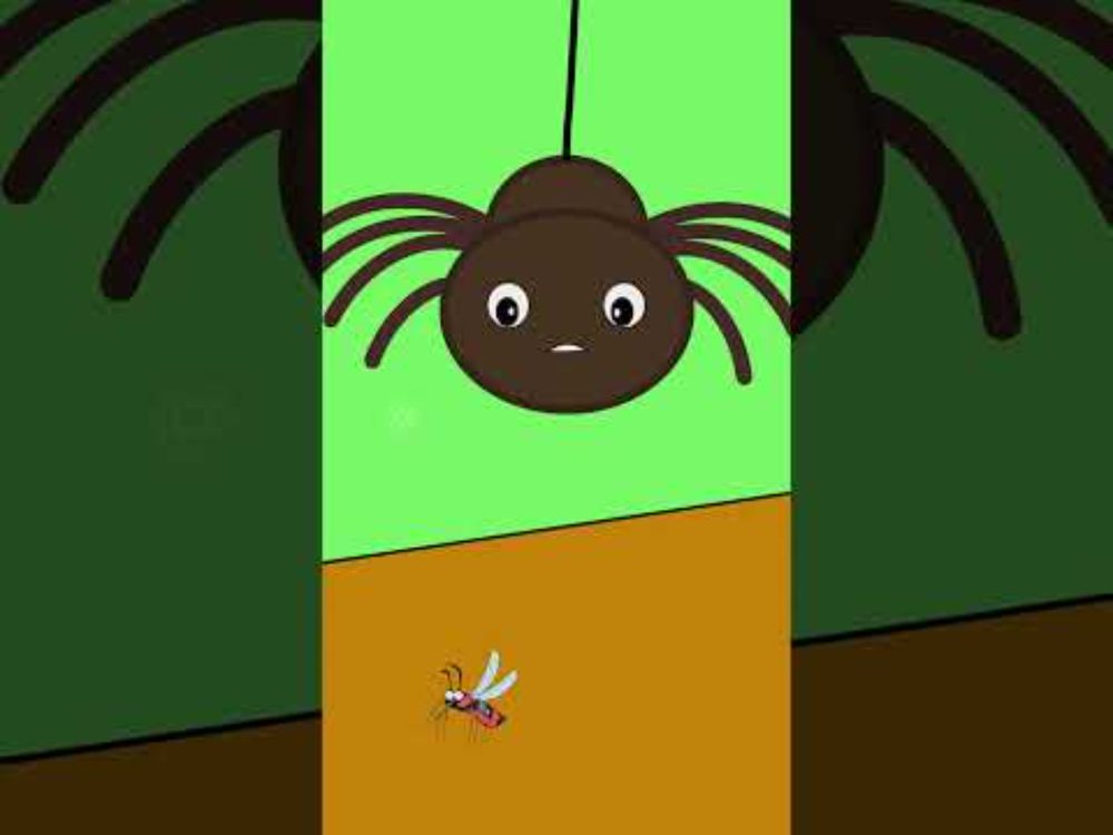 Watch How This Tiny Spider Saves The Day!