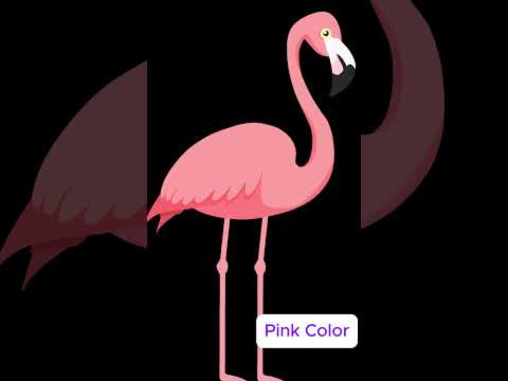 Why Are Flamingos Actually WHITE Birds That Turn Pink or Orange?