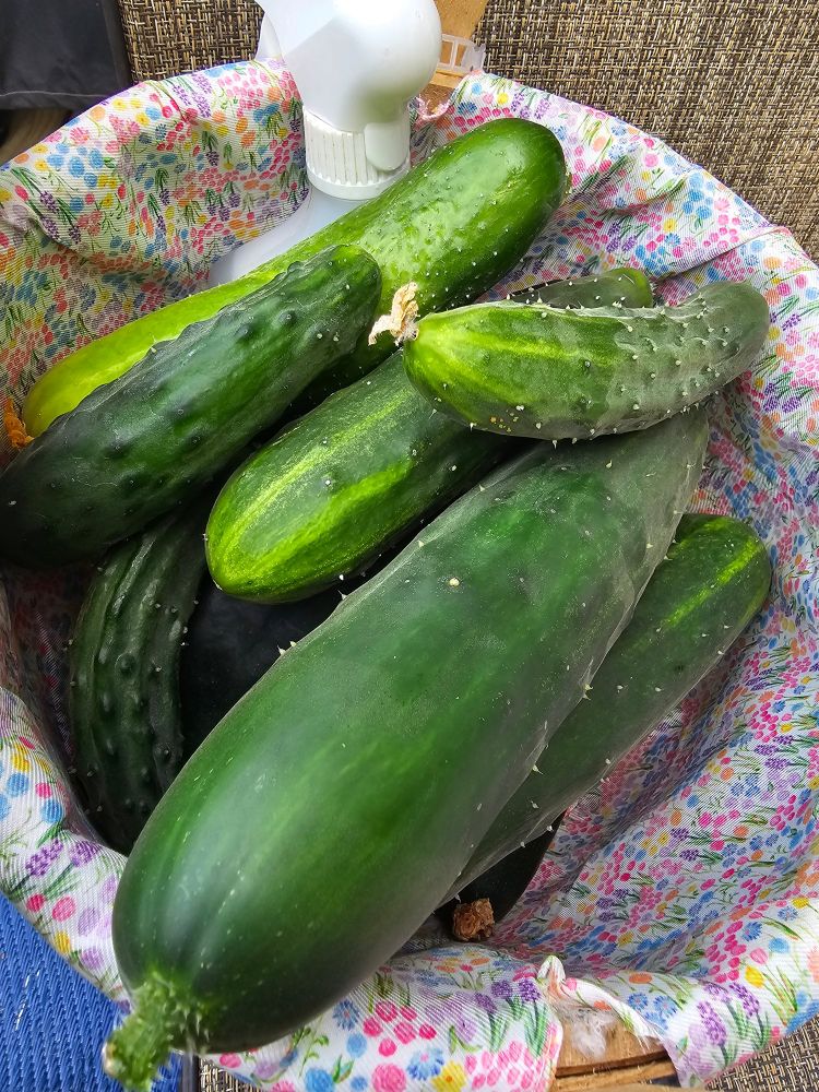 Cucumbers picked from the garden, sitting in a basket, ready to become pickles.