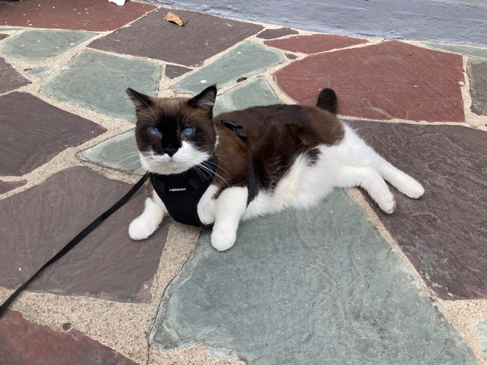 Snowball, a brown-and-white cat with Siamese-like markings and vivid blue eyes, lounges confidently on a multicolored stone patio. His belly is looking especially big from this angle, in a way that makes his legs look short and stubby. He’s wearing a black harness and leash.