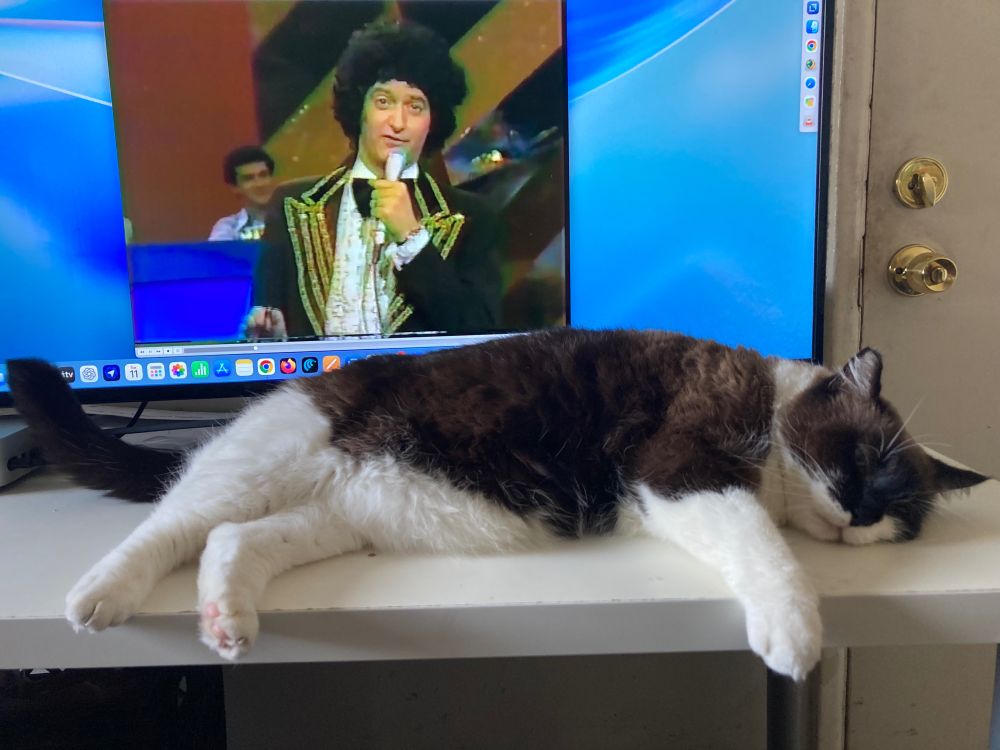 Snowball, a brown-and-white cat with blue eyes, is stretched out and fast asleep on a white desk. Behind him, a gigantic computer monitor shows an SCTV sketch about a telethon hosted by Joe Flaherty as his Sammy Maudlin character, in a sparkly jacket and bow tie speaking into a microphone. Snowball’s body is relaxed, one paw extended forward, as if completely unbothered by the noise or activity on the screen.