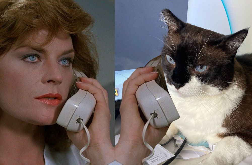 A split-image featuring a movie still on the left and a cat photo on the right. On the left, actress Meg Foster, a woman with curled auburn hair and piercing blue eyes holds a white landline phone to her ear with an intense, serious expression. On the right, Snowball, a Snowshoe-style cat with similar blue eyes mimics the pose—even 'holding' the same photoshopped-in phone receiver. Snowball's expression is stoic, almost judging, as he sits amidst a small mess of torn papers and cords.