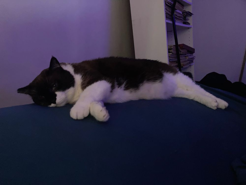 Snowball, a brown-and-white cat with striking Siamese-style markings and blue eyes lies sprawled out on a mattress with dark teal bedsheet. The lighting in the room is dim and tinted with blue hues, casting a soft glow over the scene. Snowball appears extremely relaxed, one cheek pressed against the mattress, front paws stretched forward, and hind legs kicked out behind him. In the background, a white bookshelf filled with stacked books and papers leans slightly against the wall.
