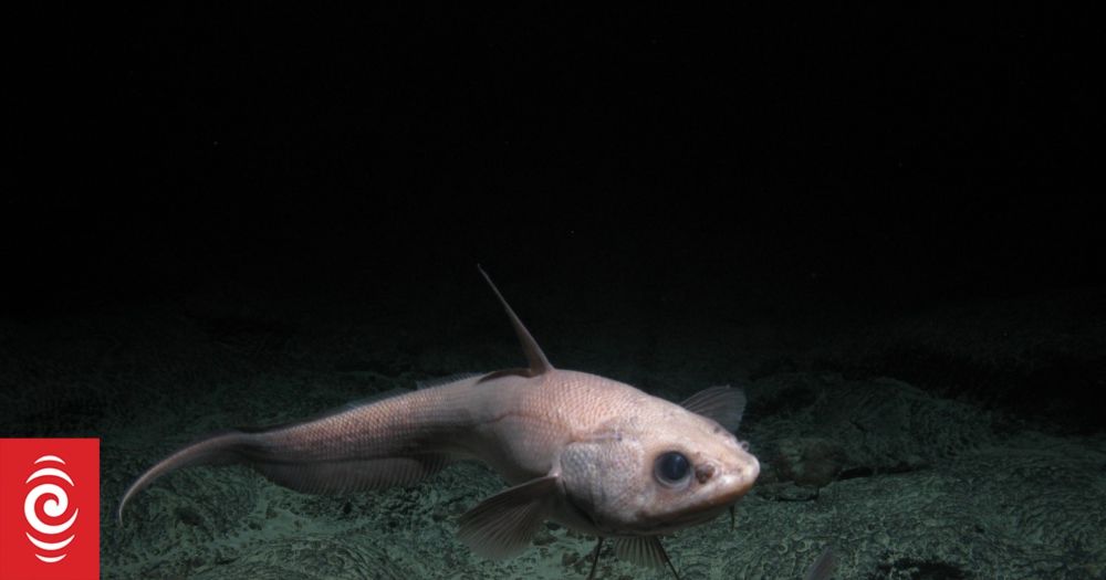 A quest to demystify creatures of the deep sea