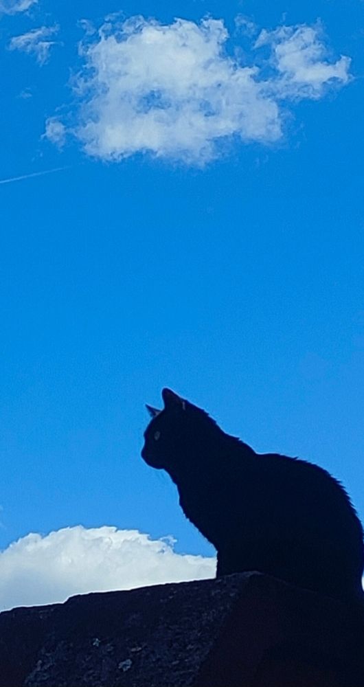 Chat noir de profil, perché sur un muret, devant un ciel très bleu.