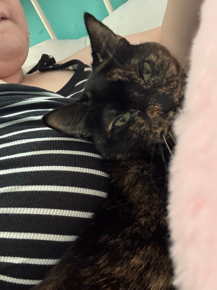 My cat Snickers, a cat with black fur that has brown mixed in, lays down next to someone (me) in a black and white tank top