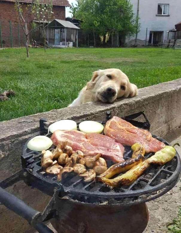 A golden retriever, resting its head on a low stone wall, up close and looking longingly at a cooking barbecue in the next door yard.