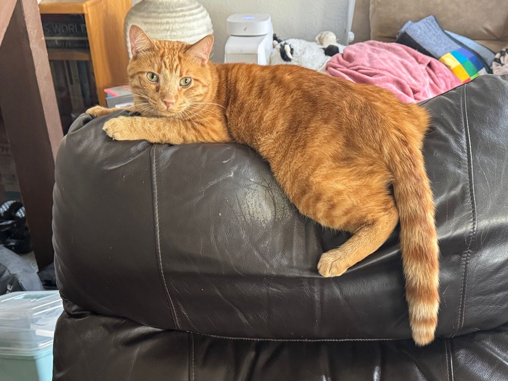 A photo of an orange tabby cat laying down on the top of a leather recliner. 