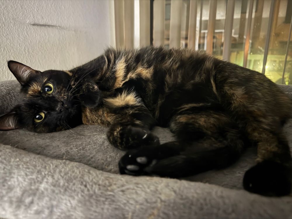 Photo of a tortoiseshell cat. 