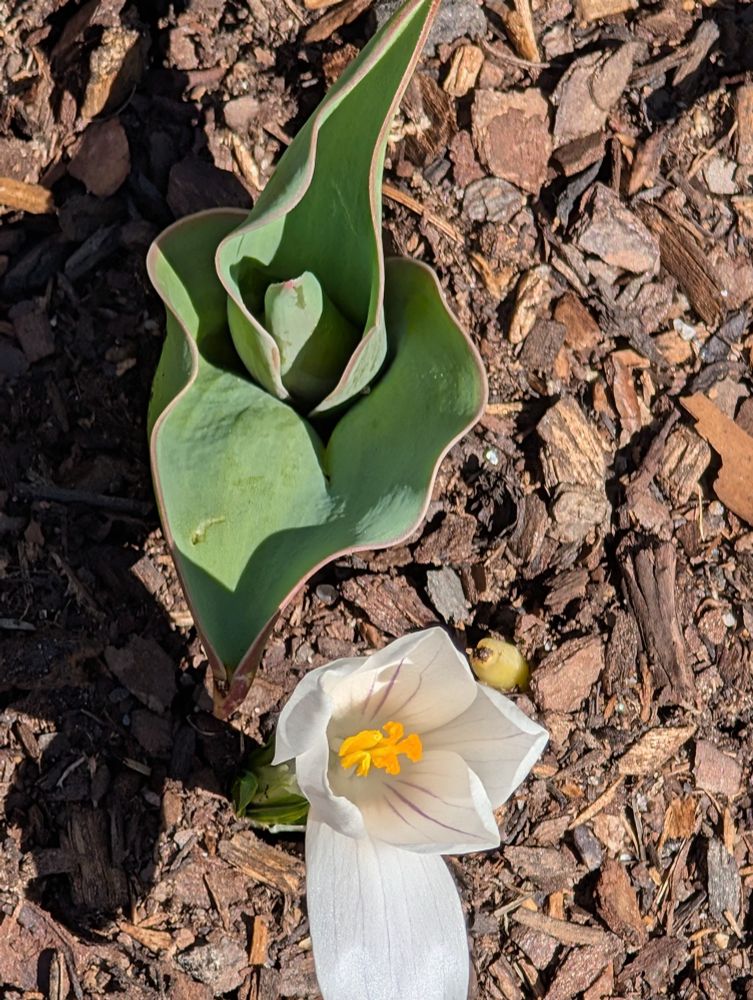 What I think is a crocus and the beginnings of a tulip  growing out of wood chip mulch.