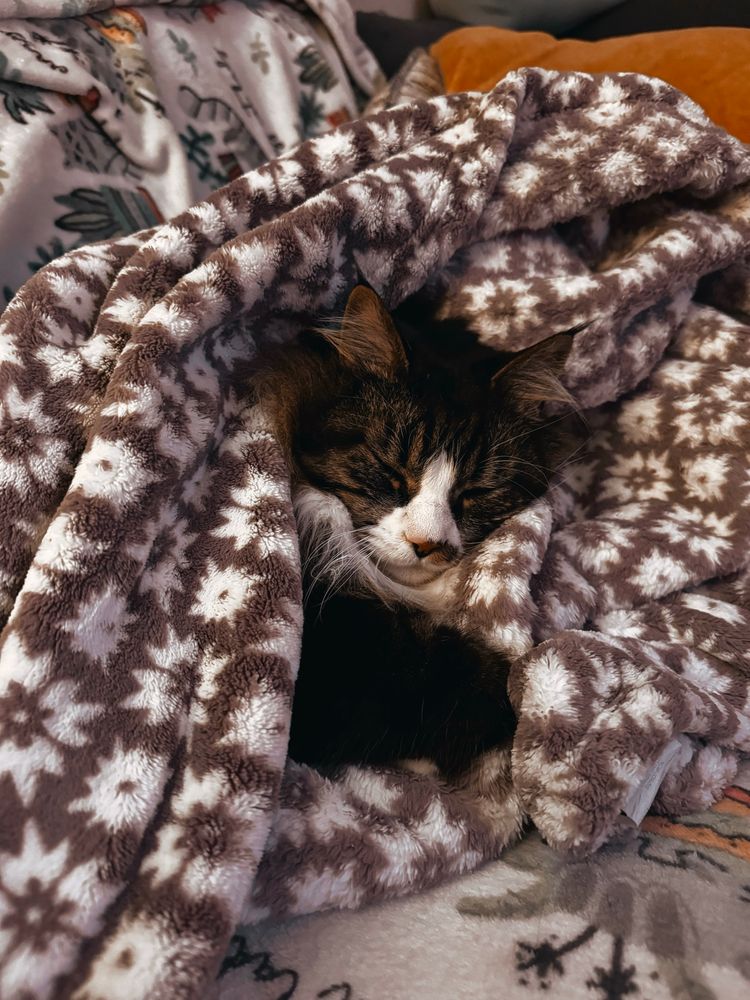 Photo of my cat Benny, snuggled into a blanket and looking super cute. He’s a forest cat