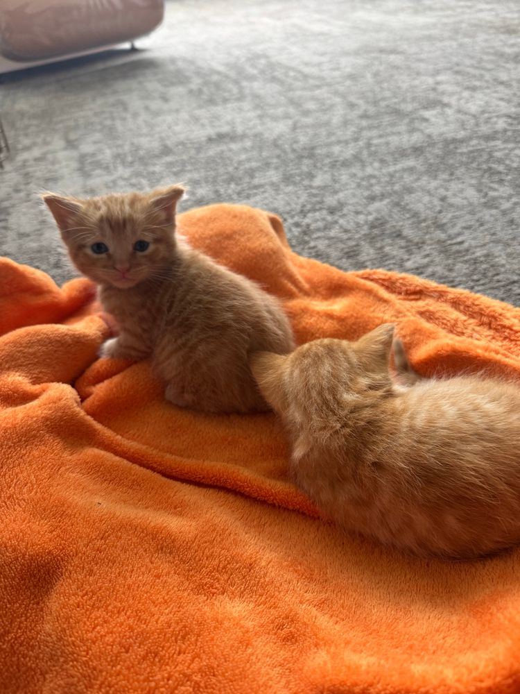 Two 5 week old orange kittens laying on an orange blanket. On the right, one is curled up with his back to the camera. The other is on the left, looking over his shoulder at the camera