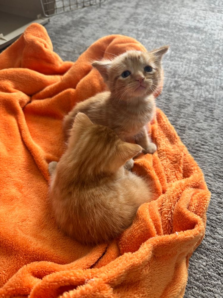 Two 5 week old orange kittens laying on an orange blanket. One of them is curled up with his back to the camera, the other is looking at the camera with a precious face