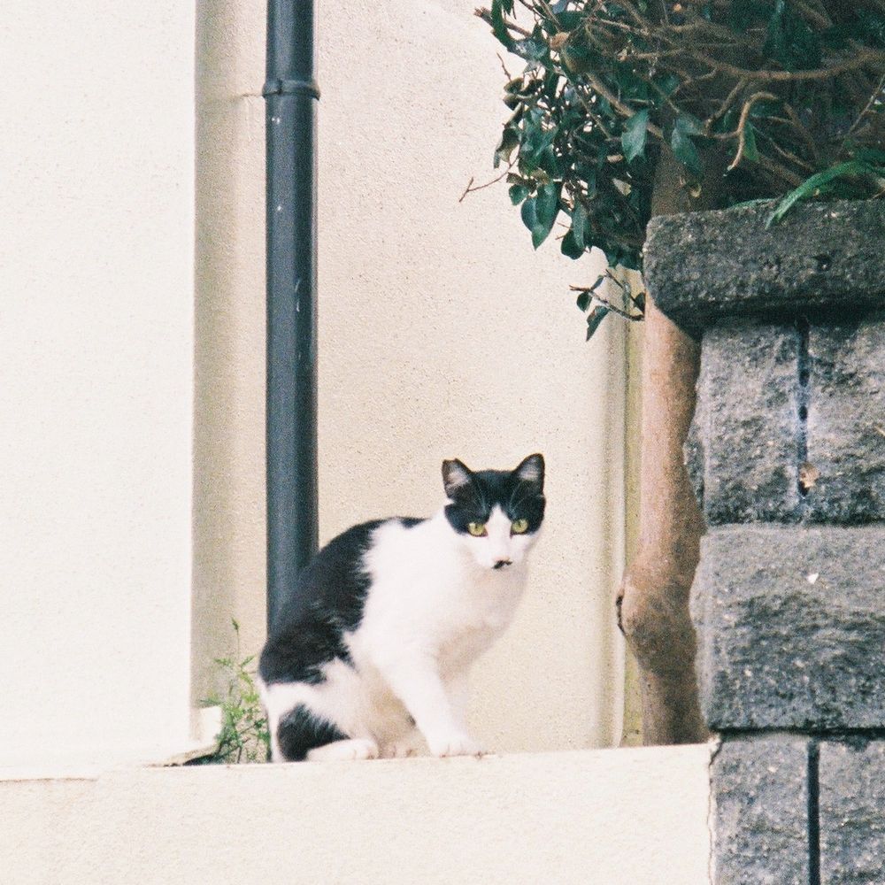 まだ警戒が解けないのか微妙に光学迷彩です。
なお、その後右上の木に登られてしまいました。
また会おう。