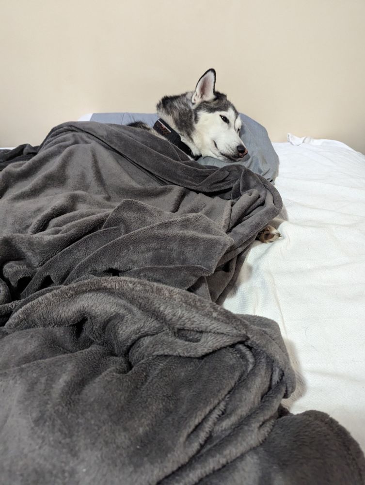Artemis the husky, laying in bed, tucked in with a blanket covering most of her.