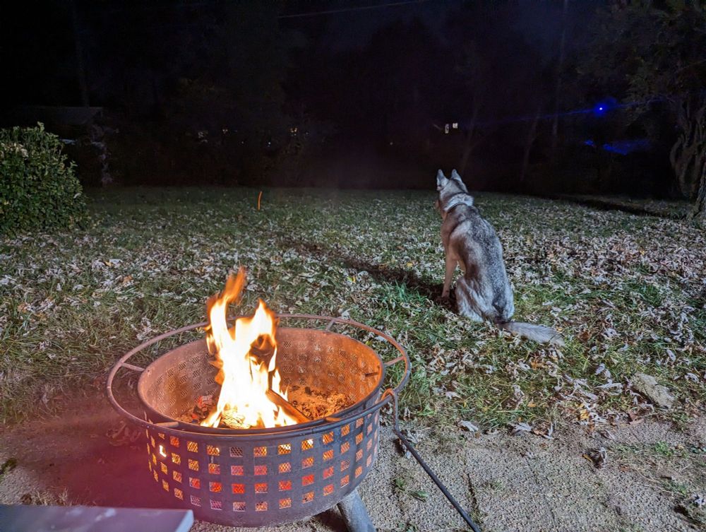 A roaring fire pit and Artemis the husky sitting past it in the grass, being vigilant for those squirrels she's after.