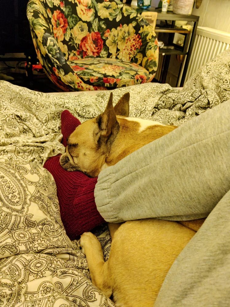 Mein Hund (Französische Bulldogge) liegt zwischen meinen Beinen, mit dem Kopf auf meinen Füßen