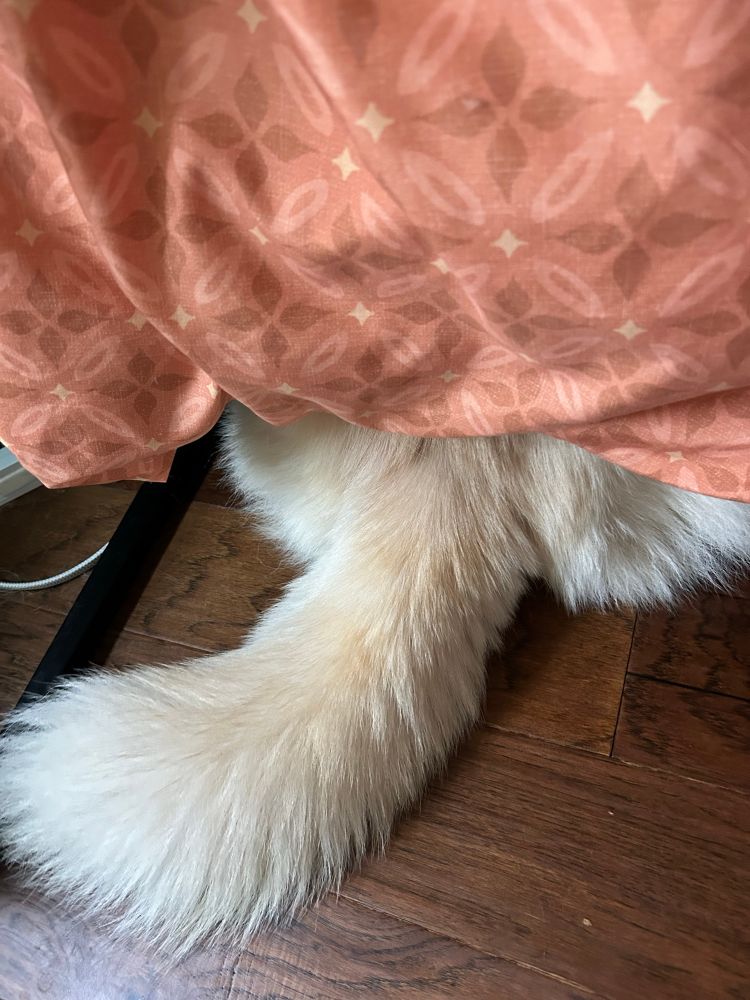 Fluffy white dog’s tail poking out from under a bed that has an orange patterned duvet