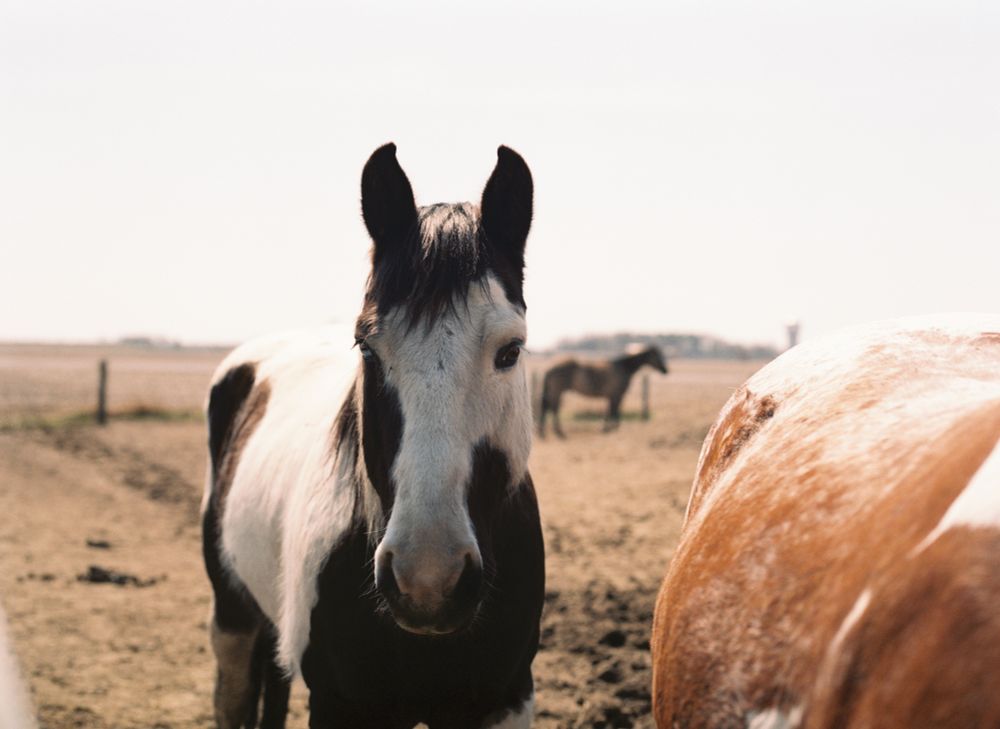 A white faced paint horse looks at the camera, while another horse approaches the photographer. In the background stands a third horse in the summer sun.