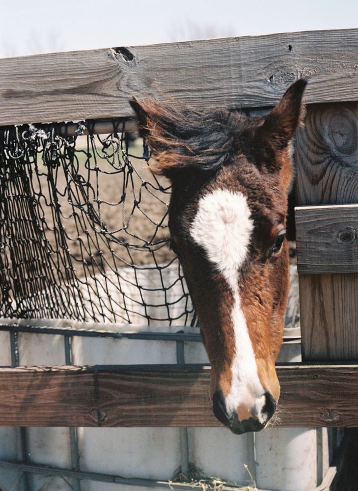 A silly yearling paint horse filly sticks her head through the fence, and begs the photographer for food. Her mane blows in the wind. She is standing over a full feeder of hay. 