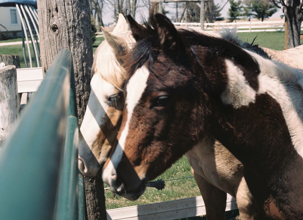 A picture of two young paint horse fillies in a muddy spring pasture.