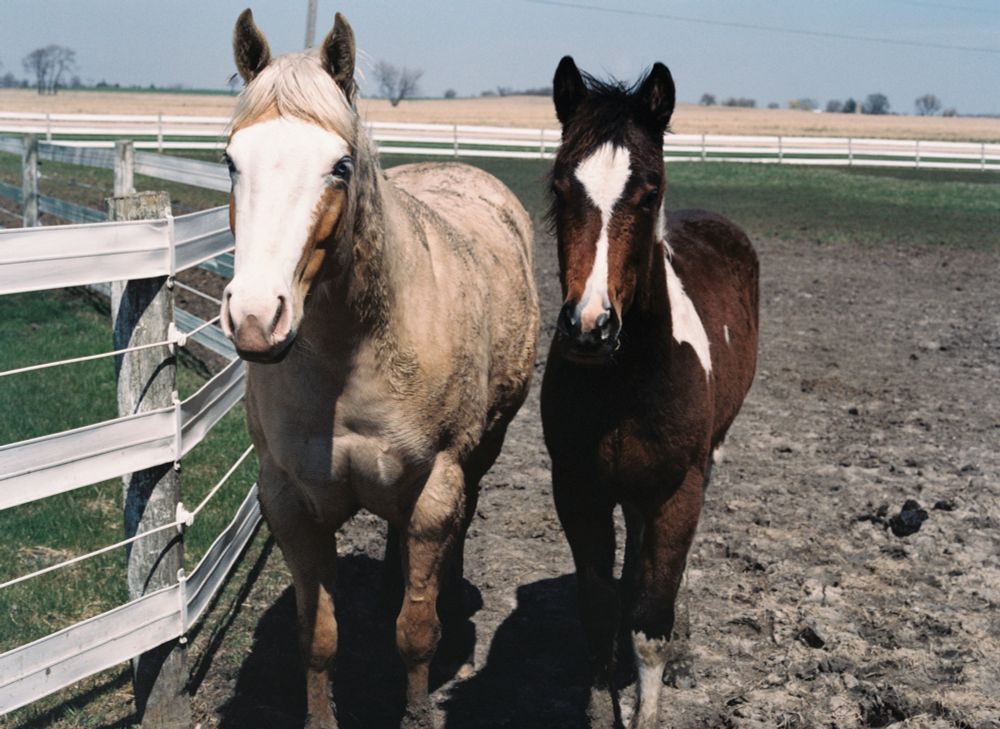 A picture of two young paint horse fillies in a muddy spring pasture.