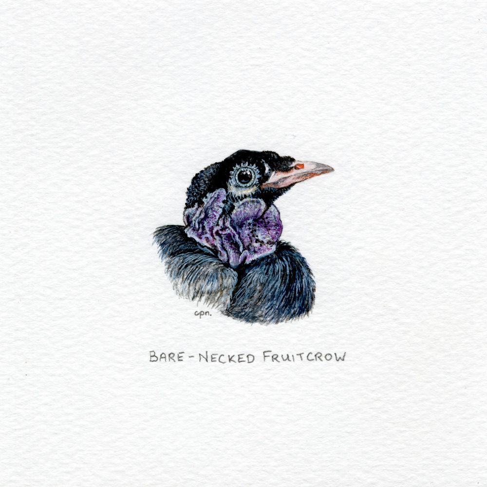 A watercolour of the head of a predominantly black and purple bird named a bare-necked fruitcrow