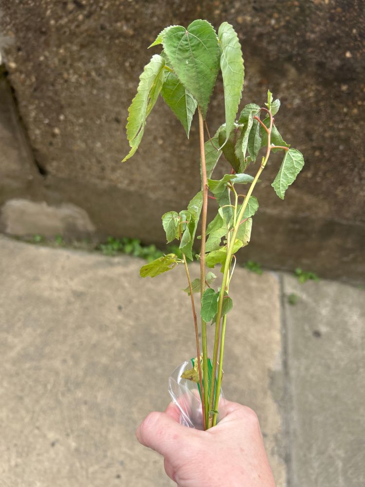 Four swamp mallow seedlings being held in a hand