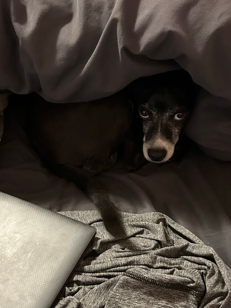 A picture of a dog who has burrowed into the blankets to create a small cave for himself. The dog is black with a white nose, possibly a beagle mix. 