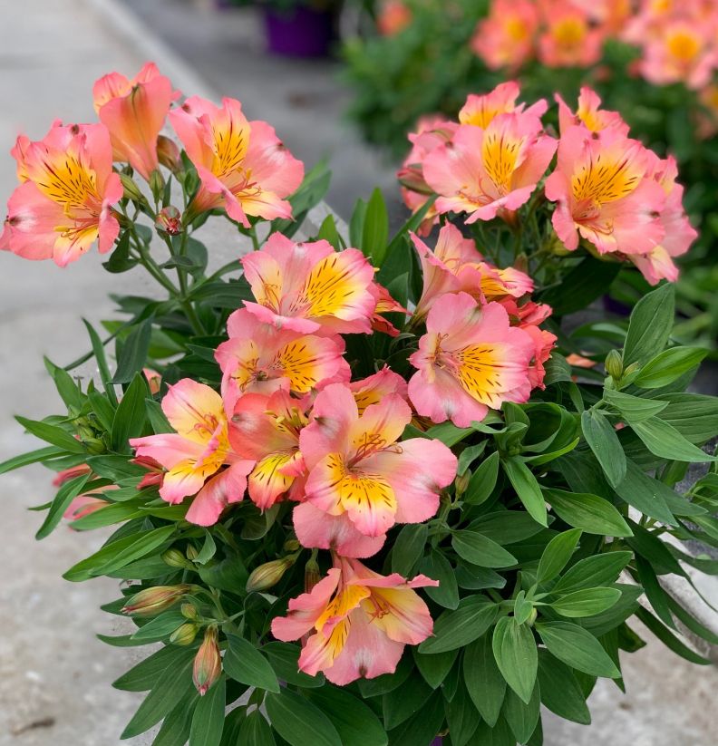 Sharper photo of the whole plant showing salmon pink and yellow flowers.