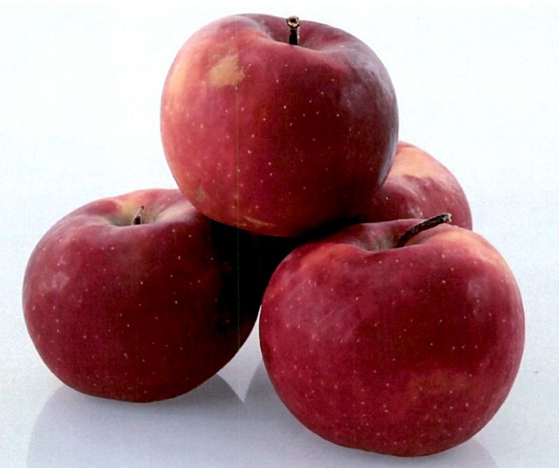 Four 'PremA047' fruits. The red apples are stacked in a pyramid