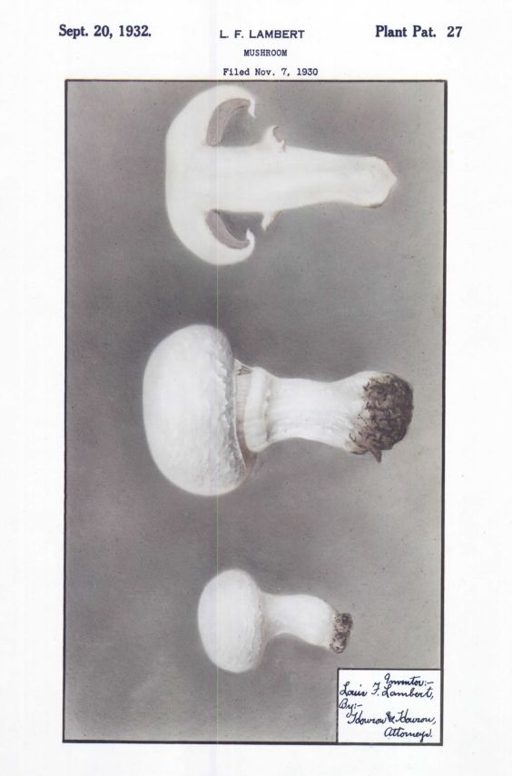 Photo from Plant Patent No. 27 (granted on 20 September 1932) for a variety of mushroom, showing three white mushrooms, one sliced in half