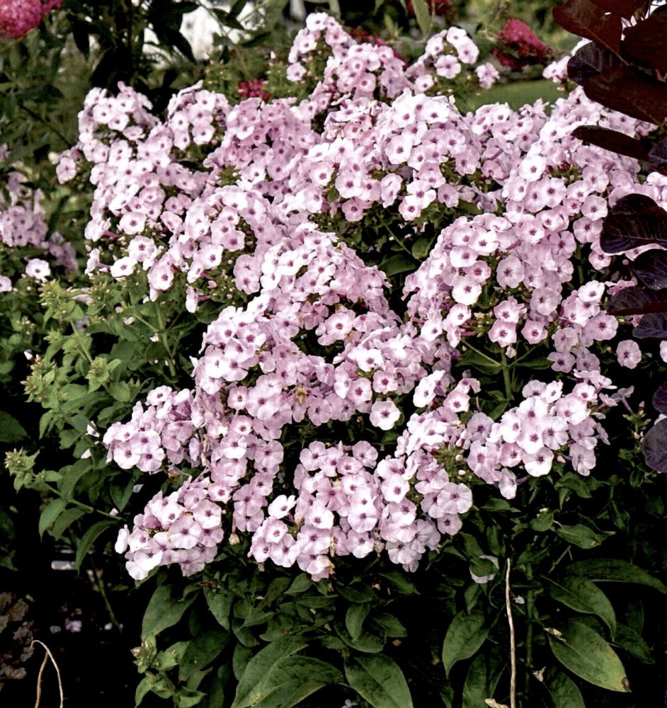 Photo of whole plant in peak flower