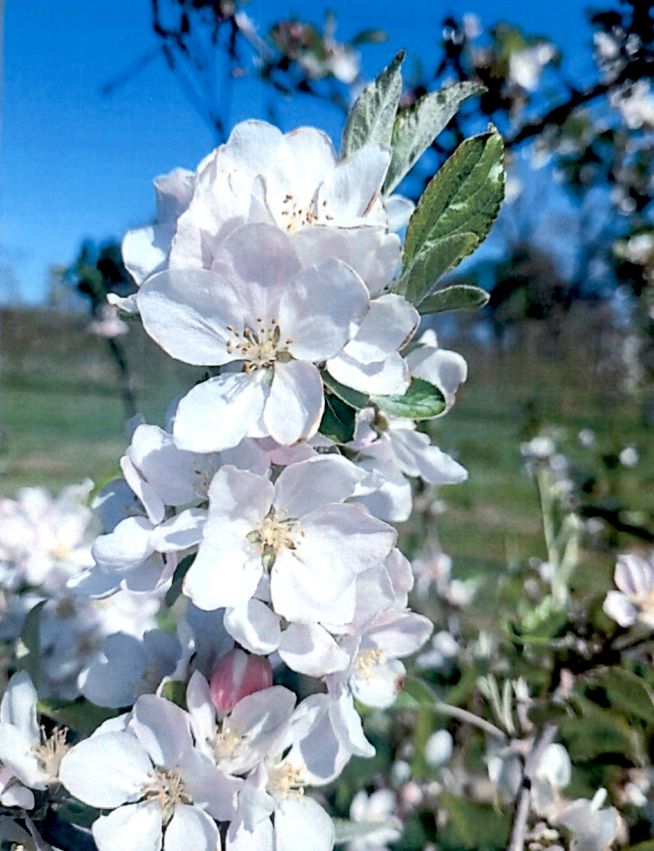 white blossoms of ‘PremA047’ on a tree growing outside on a sunny blue day