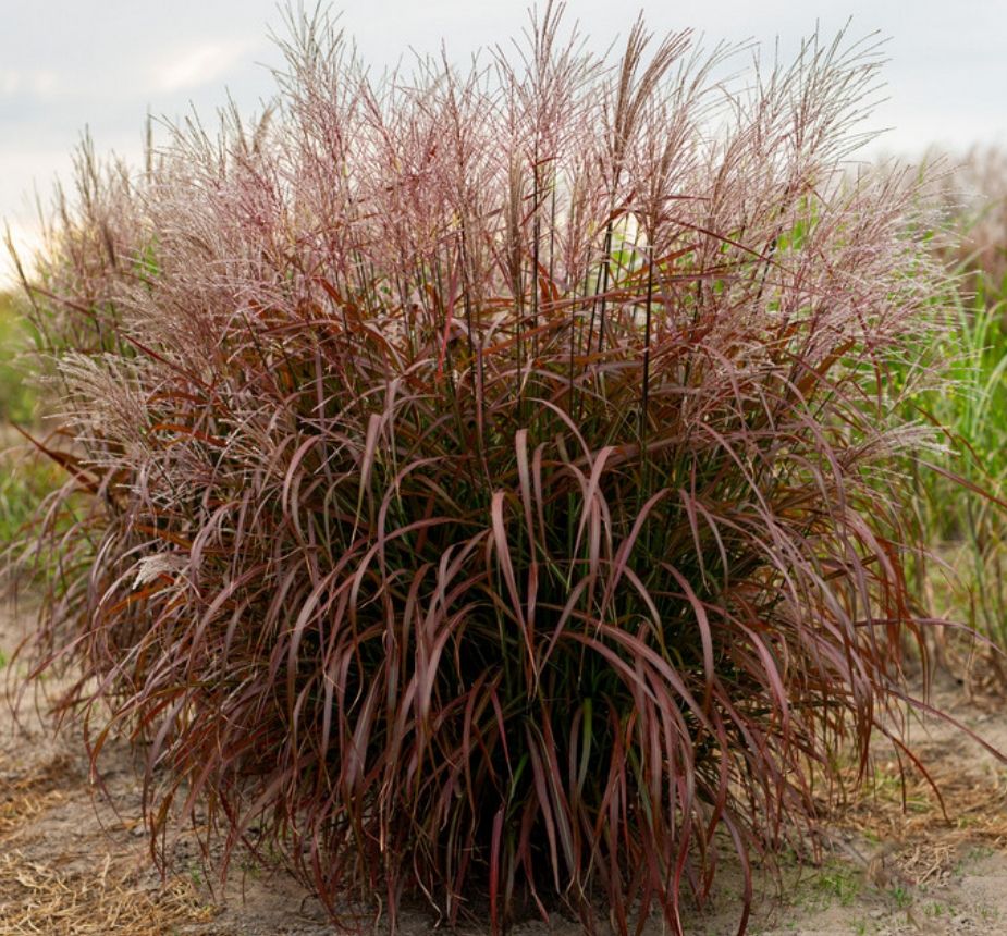 Photo of a typical plant of ‘Lady in Red’ grown outdoors in Ladek, Poland, photographed in October with the darkest red foliage. This plant is approximately 3-years old, shown growing in the ground.