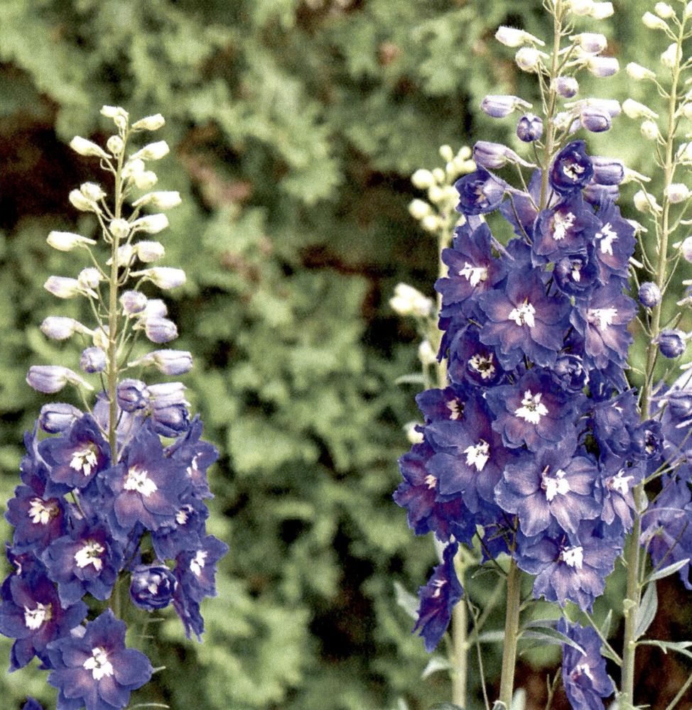 Close-up of flowers showing purple petals that have a ruffled bluish edge and a purple and white center
